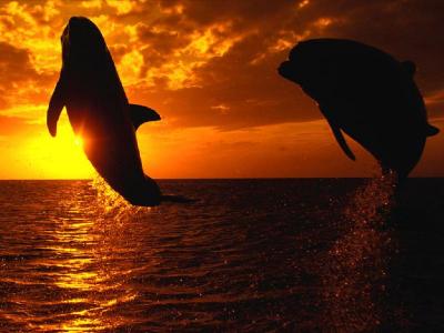 20060905000044-delfines2.jpg
